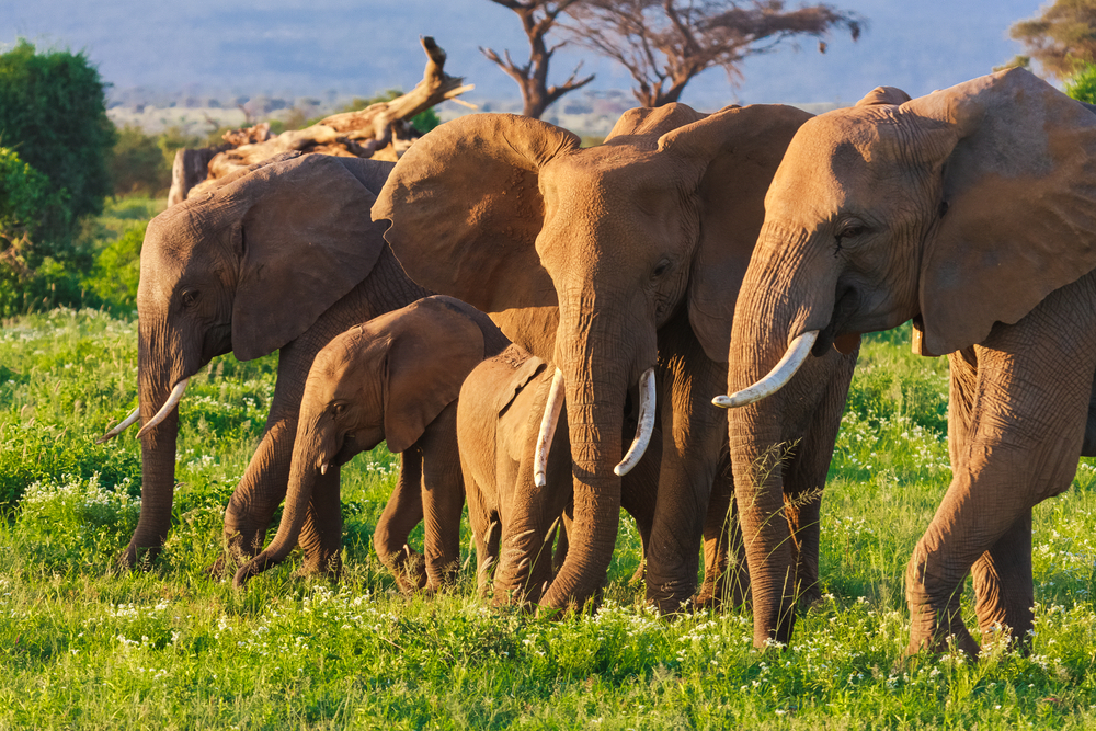 Ultimate Tanzanian Safari Adventure