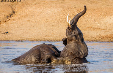 From Urban Exploration to Safari Excitement: A South African Odyssey