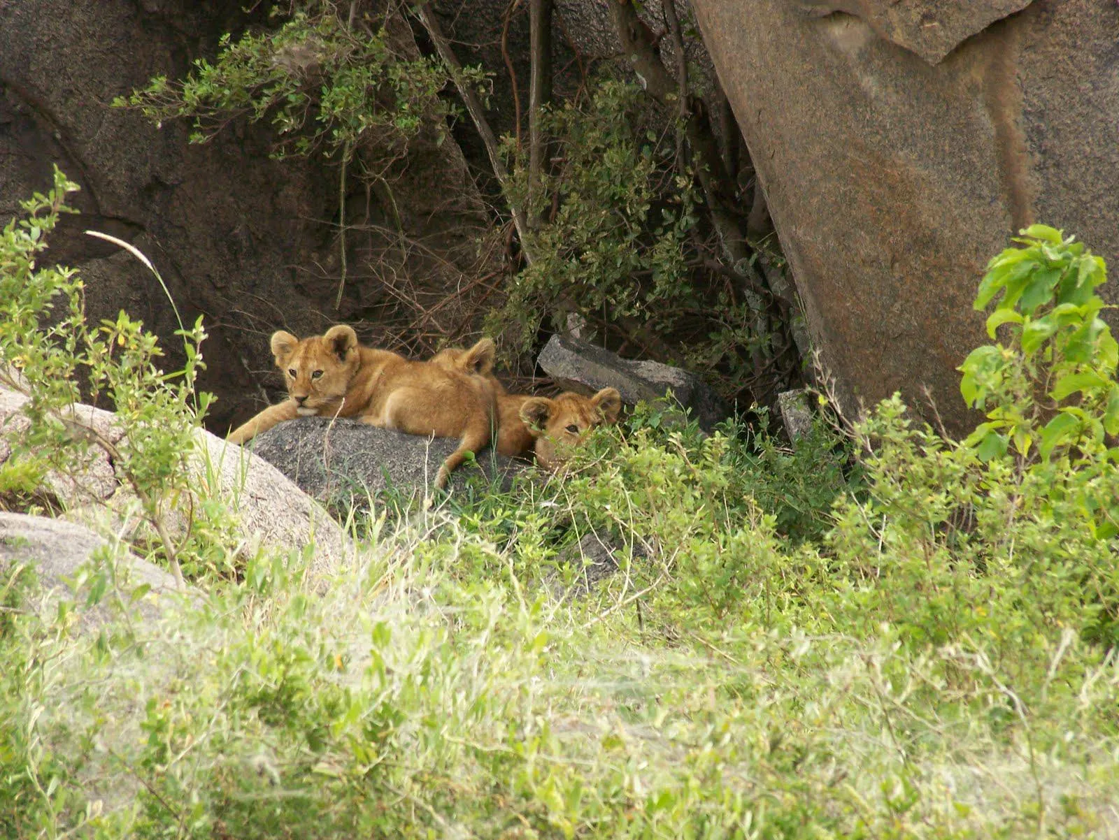 Serengeti Migration Safari Adventure