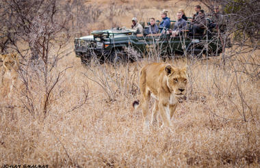 From Urban Exploration to Safari Excitement: A South African Odyssey