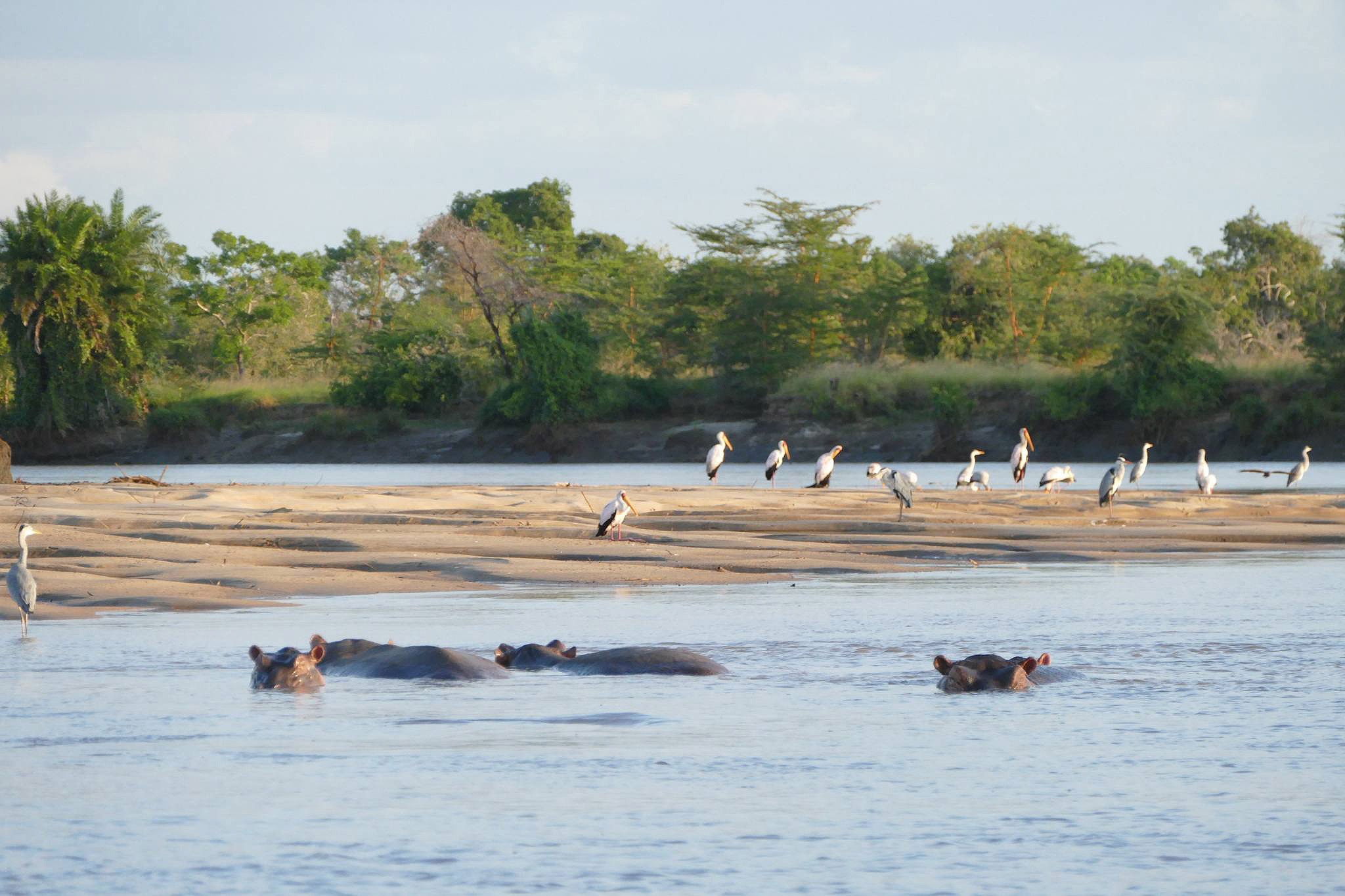 A scenic panorama of Saadani National Park, showcasing a diverse landscape where the savannah meets the Indian Ocean, with wildlife such as elephants or giraffes visible along the coastline, under a vibrant sunset sky, highlighting the unique blend of marine and terrestrial habitats.
