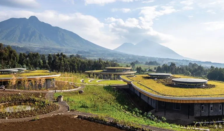 Close-up of a mountain gorilla in its natural habitat, surrounded by the dense foliage of Rwanda's Volcanoes National Park.