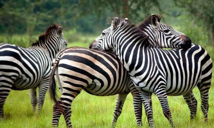 Graceful Giraffes Roaming the Scenic Landscapes of Lake Manyara National Park