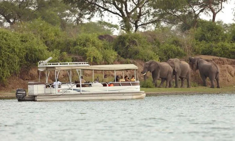 Graceful Giraffes Roaming the Scenic Landscapes of Lake Manyara National Park