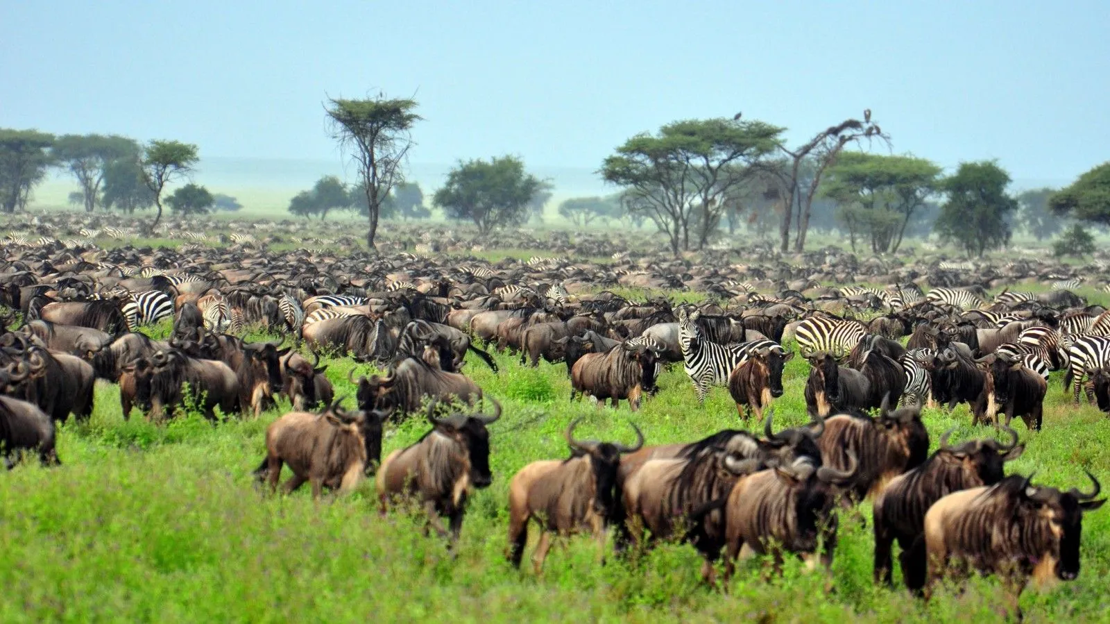 Serengeti Migration Safari Adventure